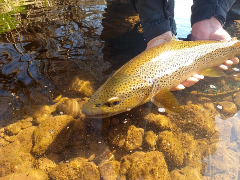 Usk brown trout - SJ from Herefordshire
